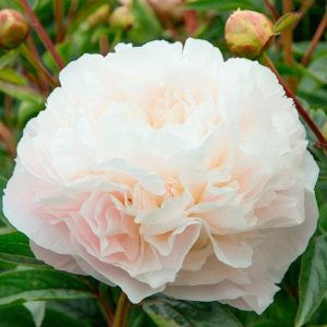 Bijūnas “Mothers Choice”