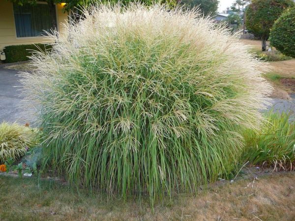 Kininis miskantas “Adagio”