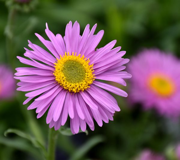 Astras alpinis "Happy End"