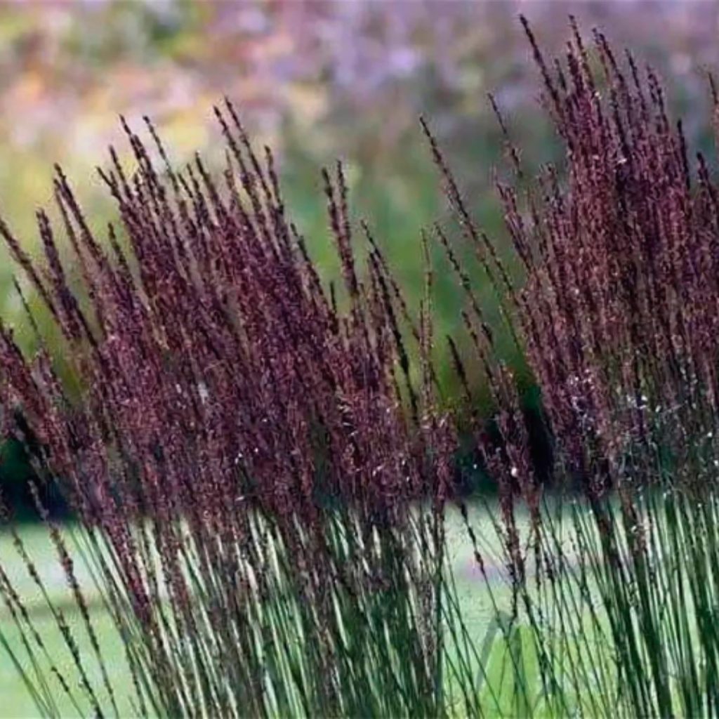 Melvenė melsvoji "Black Arrows"