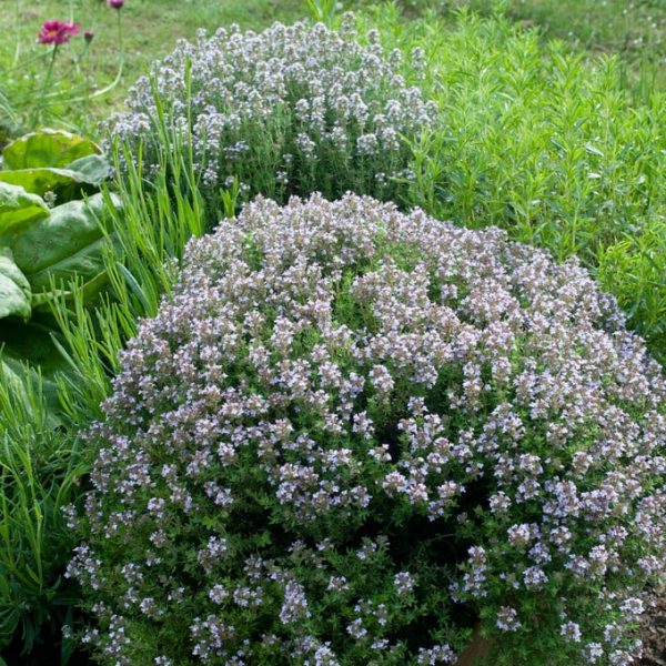 Čiobrelis vaistinis