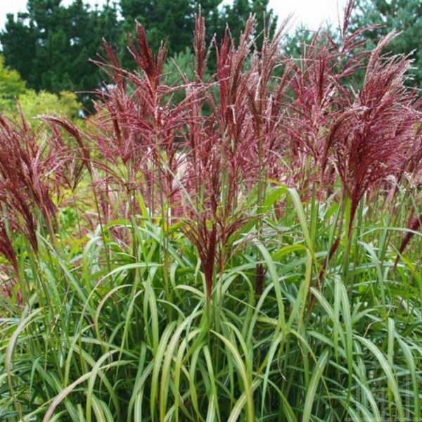 Kininis miskantas “Dronning Ingrid”