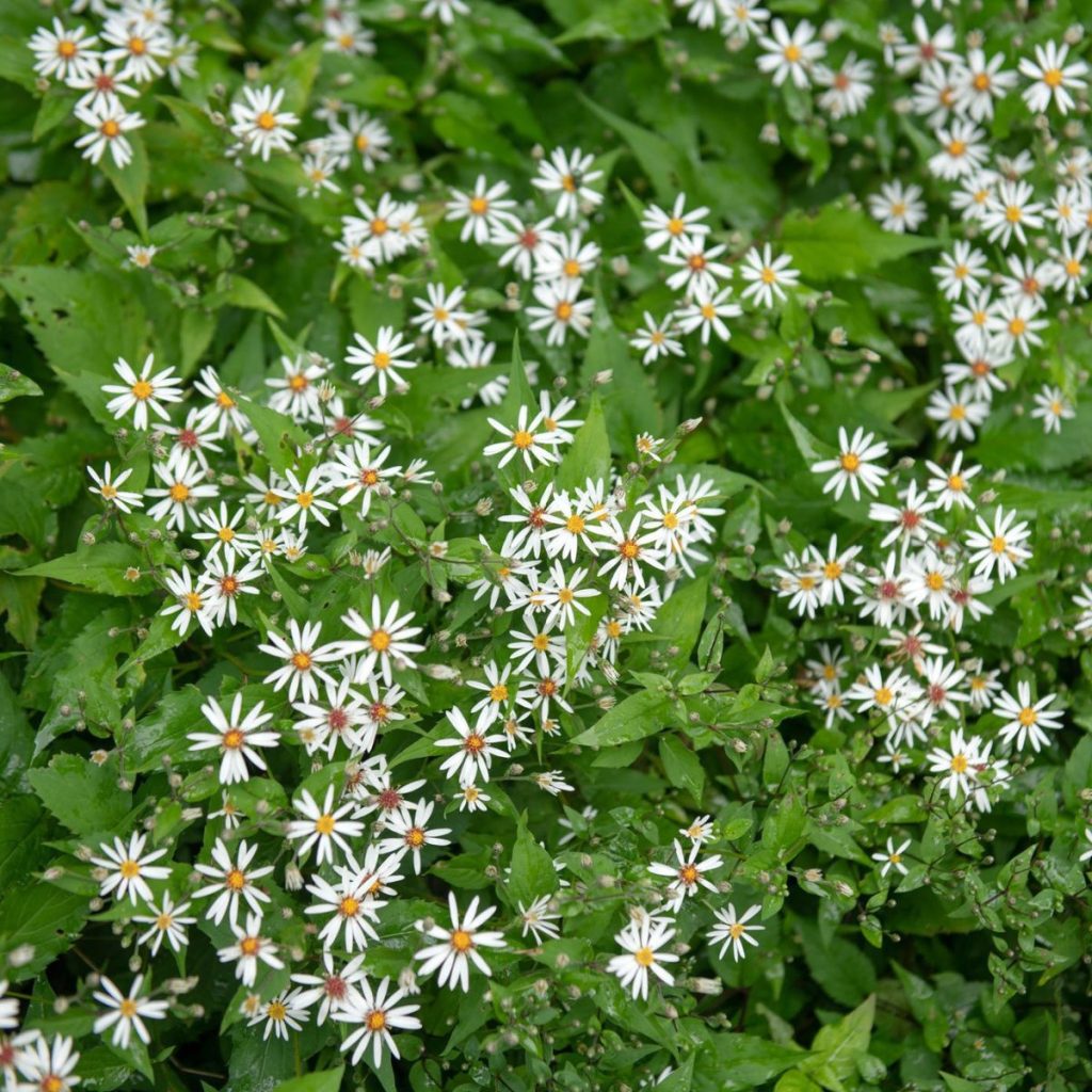 Astras skėstašakis "Eastern Star"