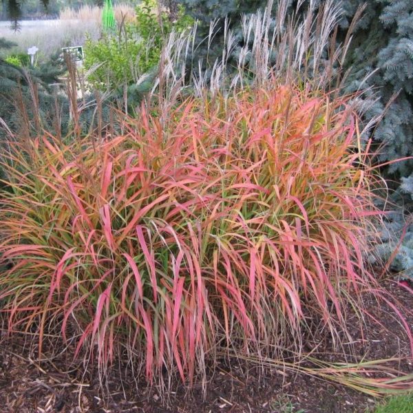 Kininis miskantas “Purple Fall”