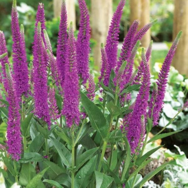 Veronika ilgalapė "First Match"