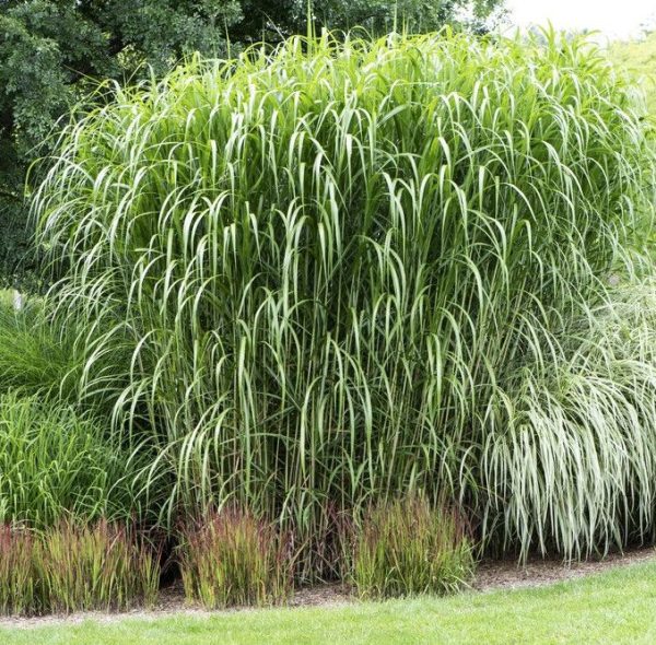 Kininis miskantas “Giganteus”