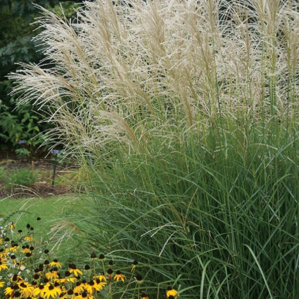 Kininis miskantas “Graziella”