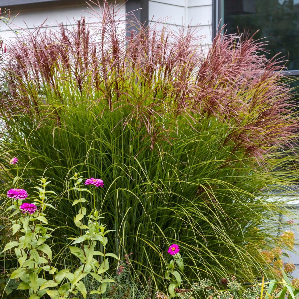 Kininis miskantas “Huron Sunrise”