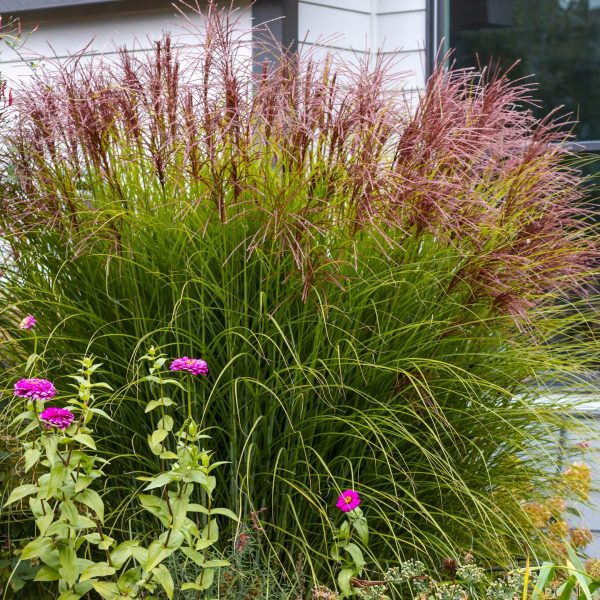 Kininis miskantas “Huron Sunrise”