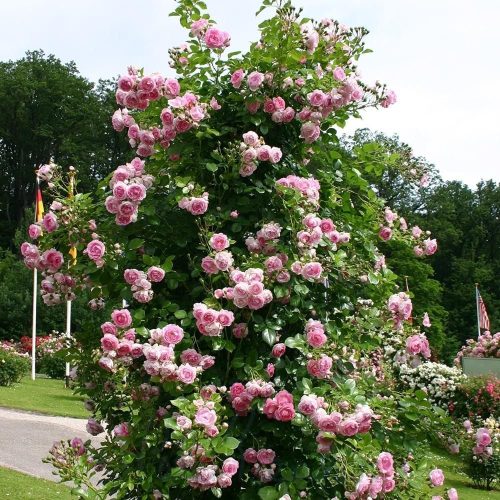 Vijoklinės