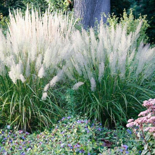 Korėjinis lendrūnas