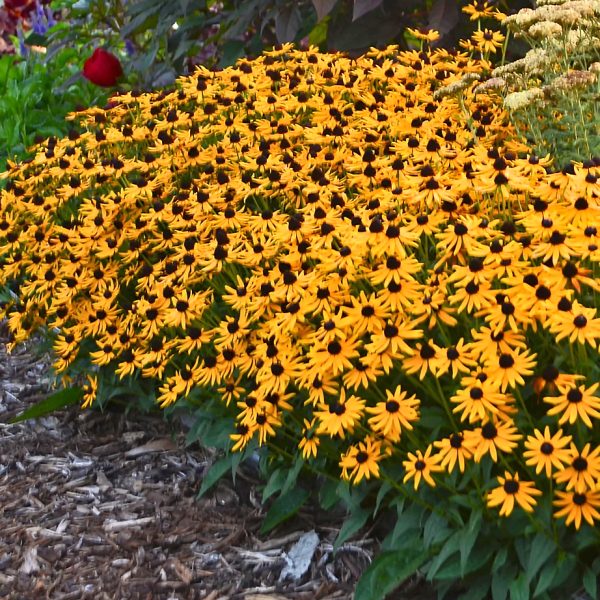 Rudbekija žėrinčioji "Little Goldstar"