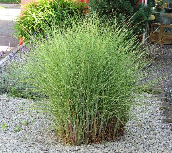 Kininis miskantas “Morning Light”