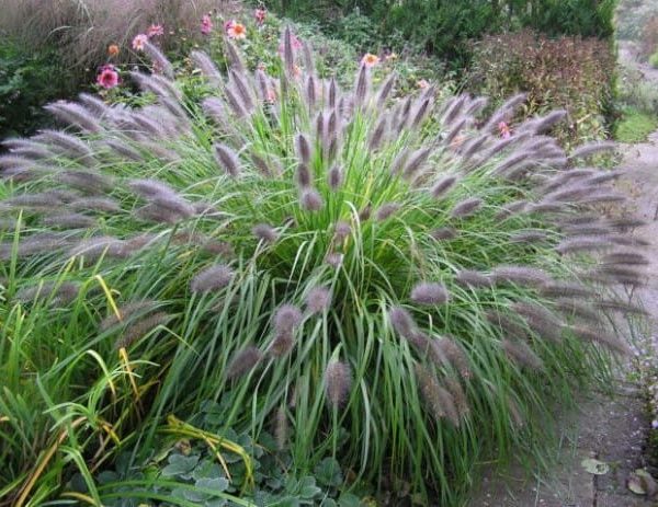 Soruolė “Moudry”