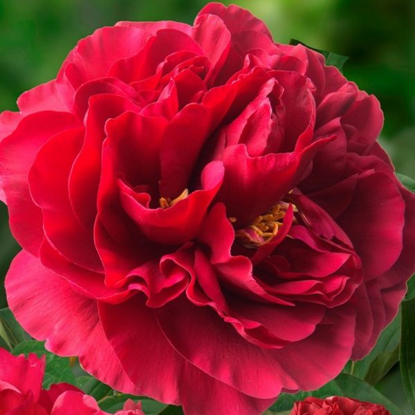 Bijūnas “Old Faithful”