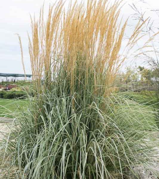 Smailiažiedis lendrūnas “Overdam”