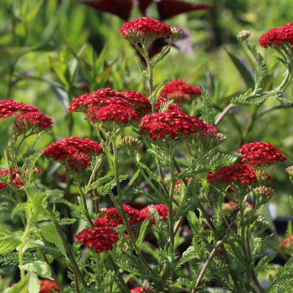 Kraujažolė "Paprika"