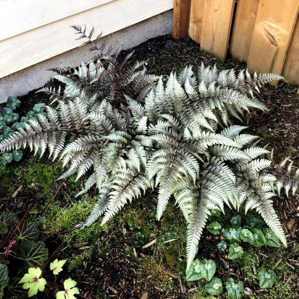 Blužniapapartis japoninis "Pewter Lace"