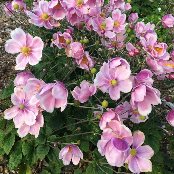 Plukė "Konigin Charlotte"