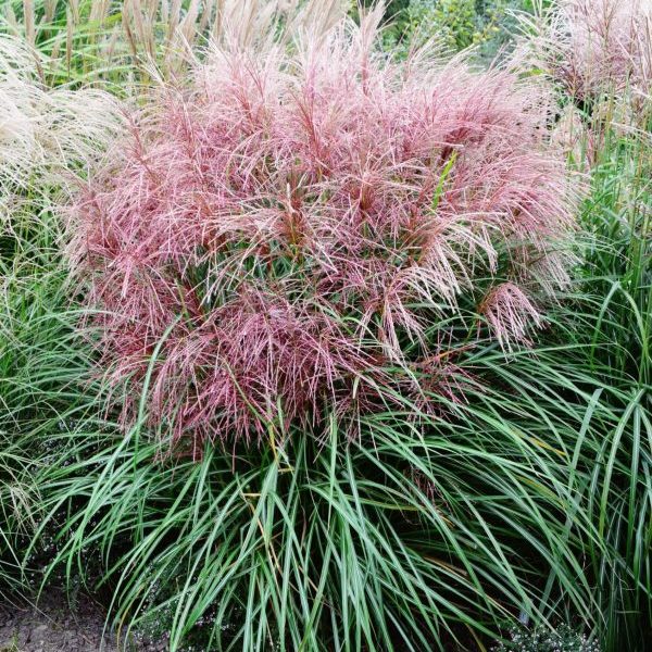 Kininis miskantas “Polonus”