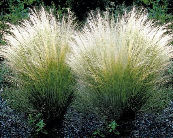 Kibioji ašuotė "Pony Tails"