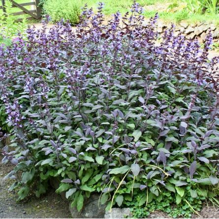 Šalavijas vaistinis "Purpurascens"