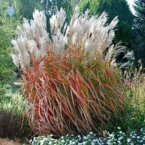 Kininis miskantas “Rosi”