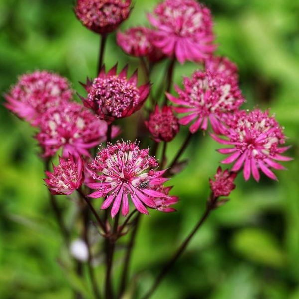 Astrancija didžioji "Rubra"