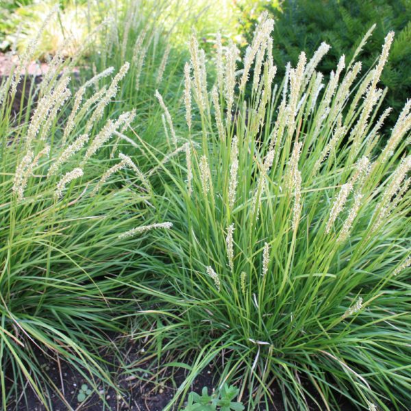 Mėlitas rudeninis