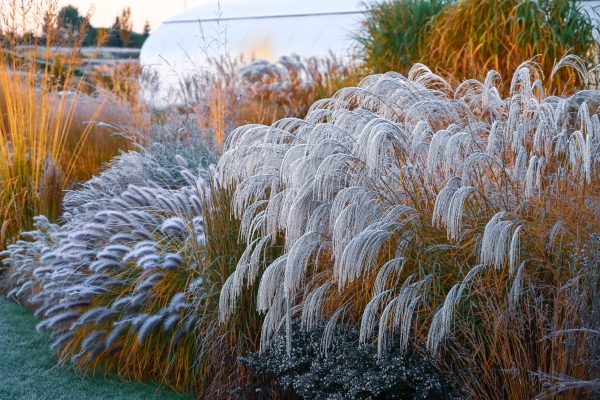 Kininis miskantas “Silver Charm”