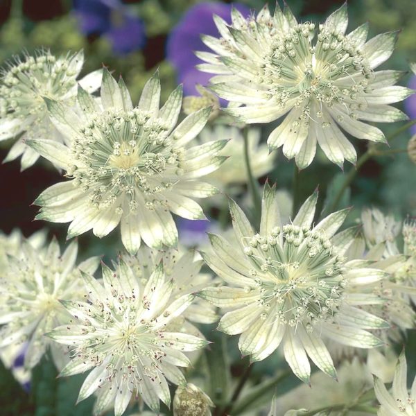 Astrancija didžioji "Snow Star"