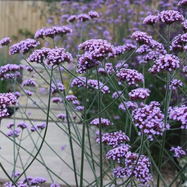 Verbena patagoninė