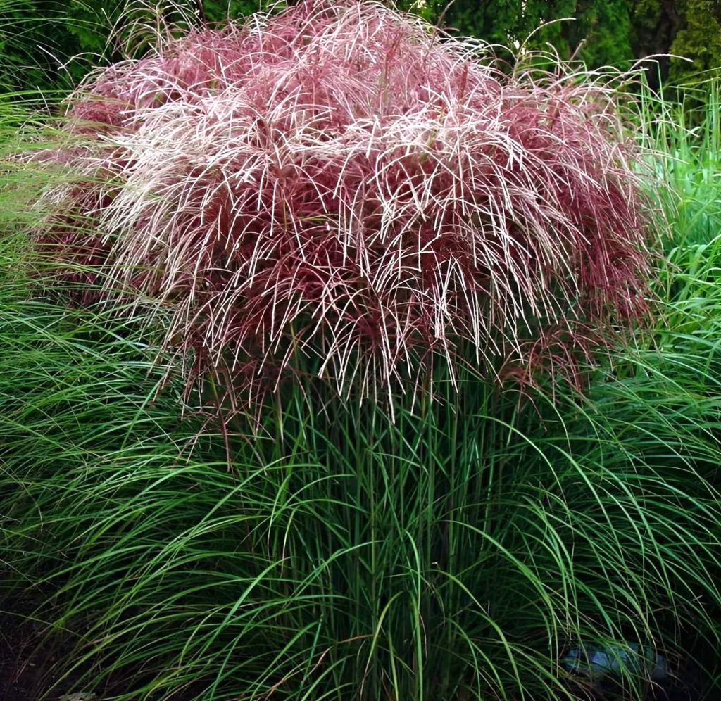 Kininis miskantas “Versammlung”