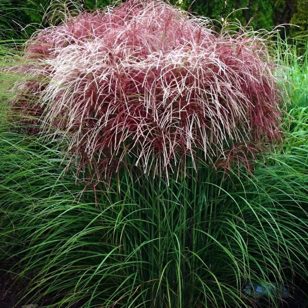 Kininis miskantas “Versammlung”