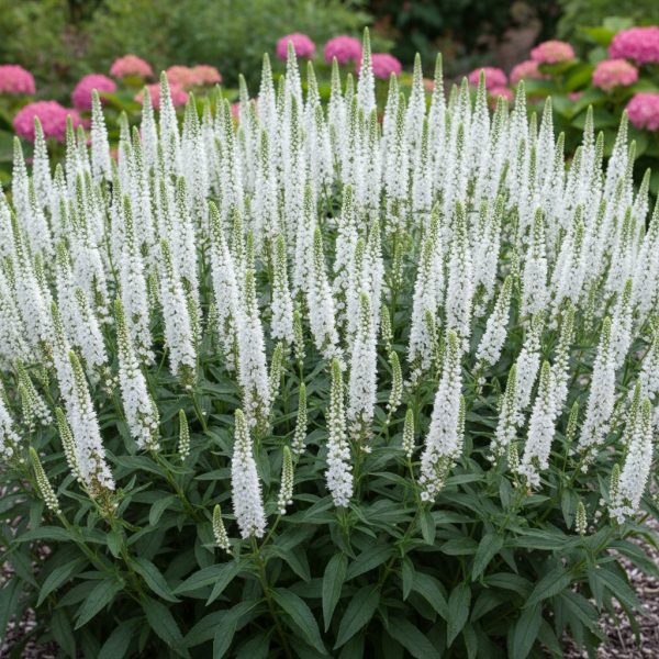 Veronika varpotoji "White Jolanda"