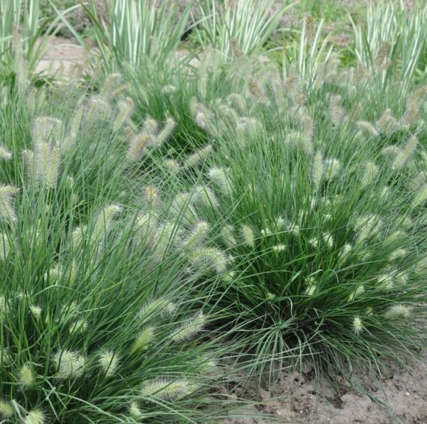 Soruolė “Little Bunny”