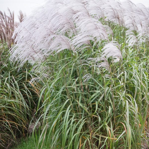 Kininis miskantas “Memory”