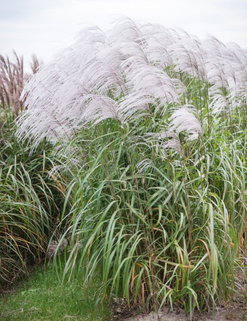 Kininis miskantas “Memory”