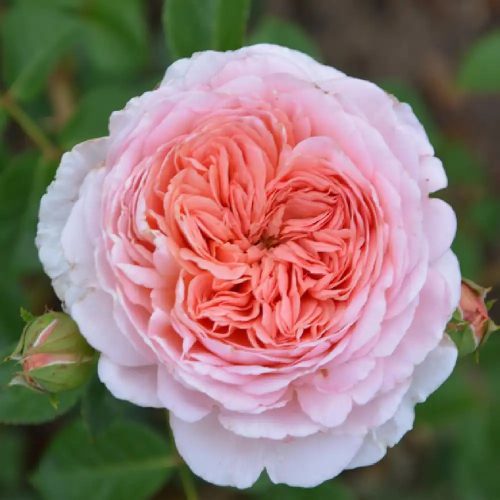 Rožė “Abraham darby”