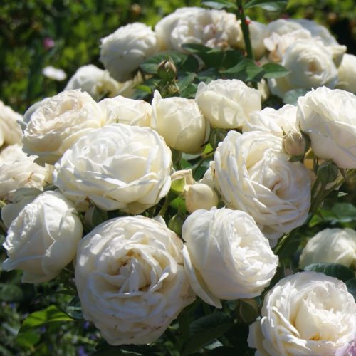 Rožė “Artemis”