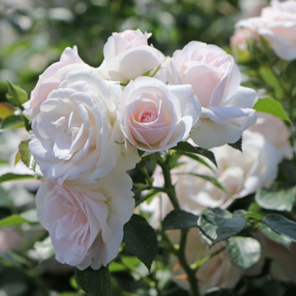 Rožė “Aspirin”