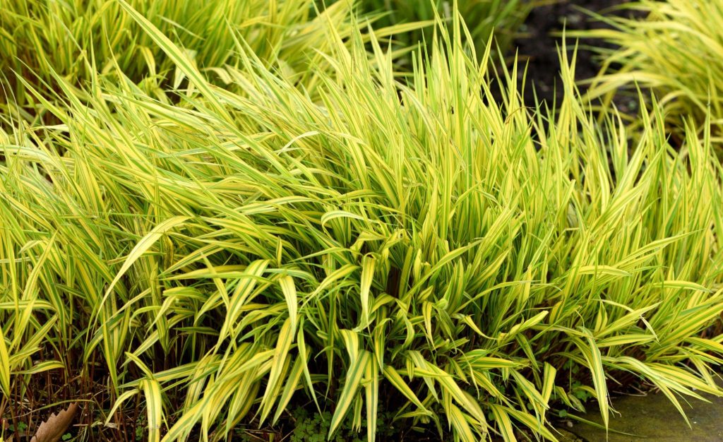 Didžioji hakonė “Aureola”