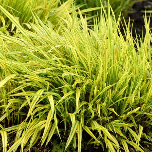 Didžioji hakonė “Aureola”