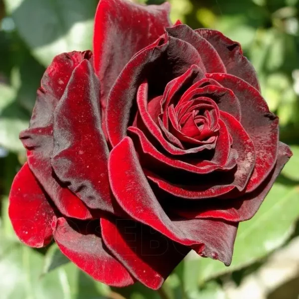 Rožė "Black Magic"