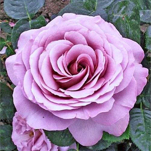 Rožė “Blue girl”