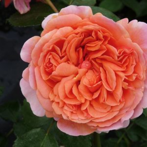 Rožė “Chippendale” - C5 (5litrai)