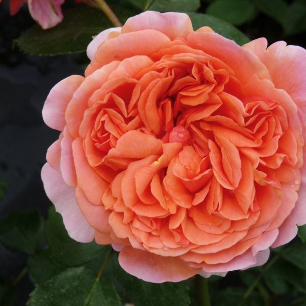 Rožė “Chippendale”