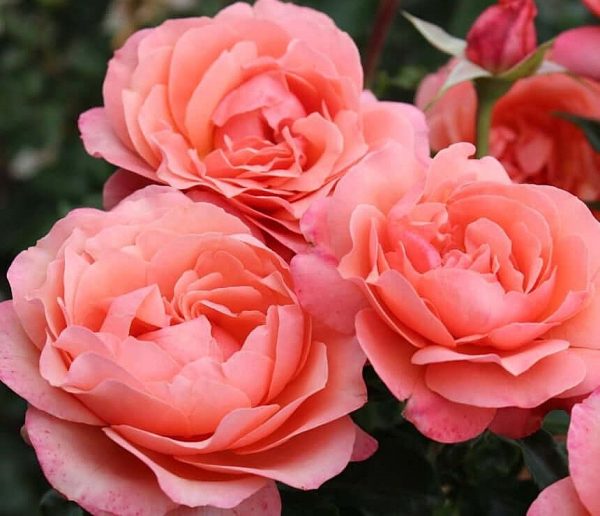 Rožė “Coral Lions Rose”