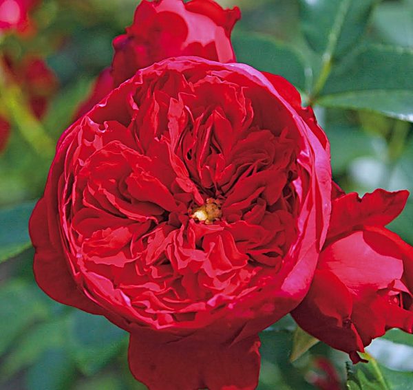 Rožė “Florentina”