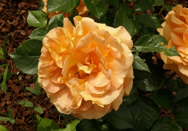 Rožė “Goldelse”